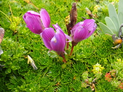 Gentianella cerastioides