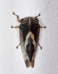 Smilia fasciata
