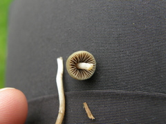 Psilocybe semilanceata