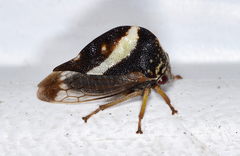Smilia fasciata