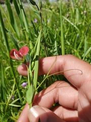 Lathyrus