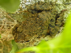 Glandirana rugosa