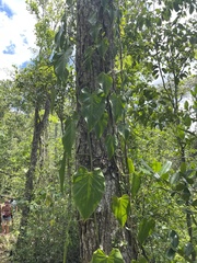 Philodendron hederaceum