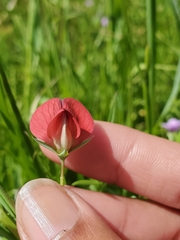 Lathyrus