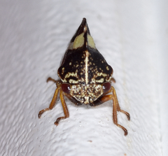 Smilia fasciata