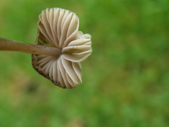 Mycena