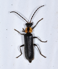 Rhagonycha lineola