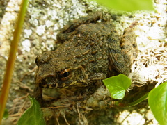 Glandirana rugosa