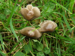 Mycena