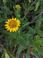 Borrichia frutescens image