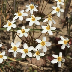 Leptosiphon parviflorus