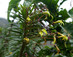 Siphocampylus lucidus