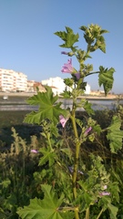 Malva multiflora
