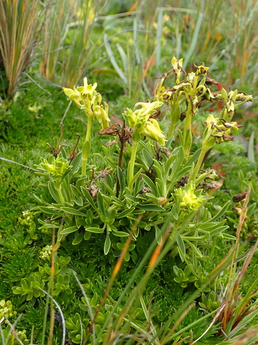 Image of Halenia weddelliana by (c) Julien Renoult, some rights reserved (CC BY)