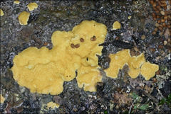 Trichoderma sulphureum