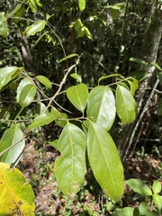 Nectandra coriacea