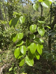 Smilax domingensis