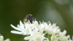 Andrena