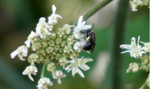 Andrena