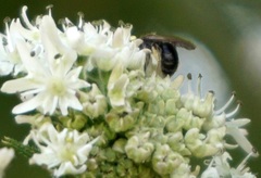 Andrena