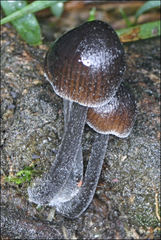 Mycena mulawaestris