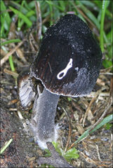 Mycena mulawaestris