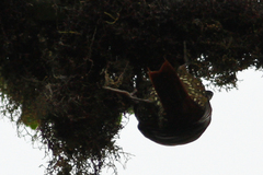 Margarornis squamiger