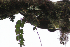 Margarornis squamiger