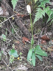 Neotinea maculata