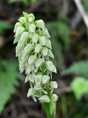 Neotinea maculata