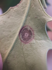 Phytophthora ilicis