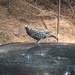 Sooty Grouse (Sierra) - Photo (c) kclarksdnhmorg, some rights reserved (CC BY), uploaded by kclarksdnhmorg