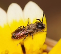 Micralictoides ruficaudus