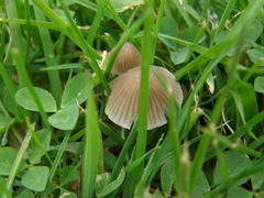Mycena olivaceomarginata