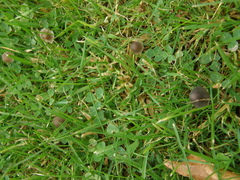 Mycena olivaceomarginata