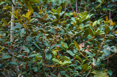 Hesperomeles ferruginea