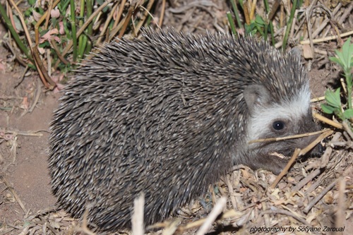North African Hedgehog (Atelerix algirus)