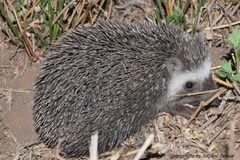 Atelerix algirus