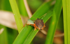 Tynacantha marginata