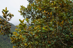 Hesperomeles ferruginea