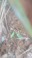 Chiloglottis cornuta