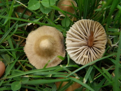 Mycena olivaceomarginata