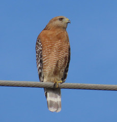 Buteo lineatus