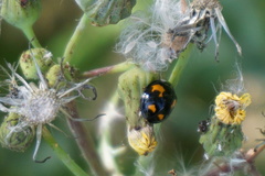Harmonia axyridis