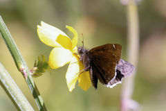 Erynnis brizo