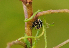 Eudiagogus episcopalis