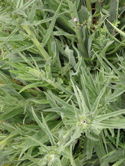 Echium lusitanicum