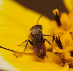 Micralictoides ruficaudus