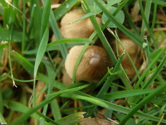 Mycena olivaceomarginata