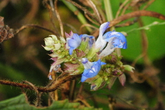 Salvia uliginosa